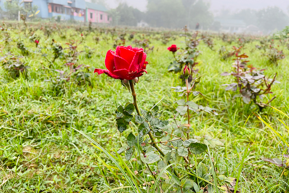 গোলাপ চাষ করে লাভবান হচ্ছেন চাষিরা