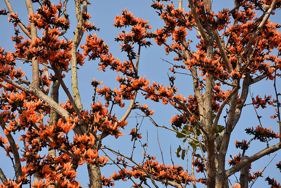 রাজবাড়ীতে বসন্তে রঙ ছড়াচ্ছে পলাশ