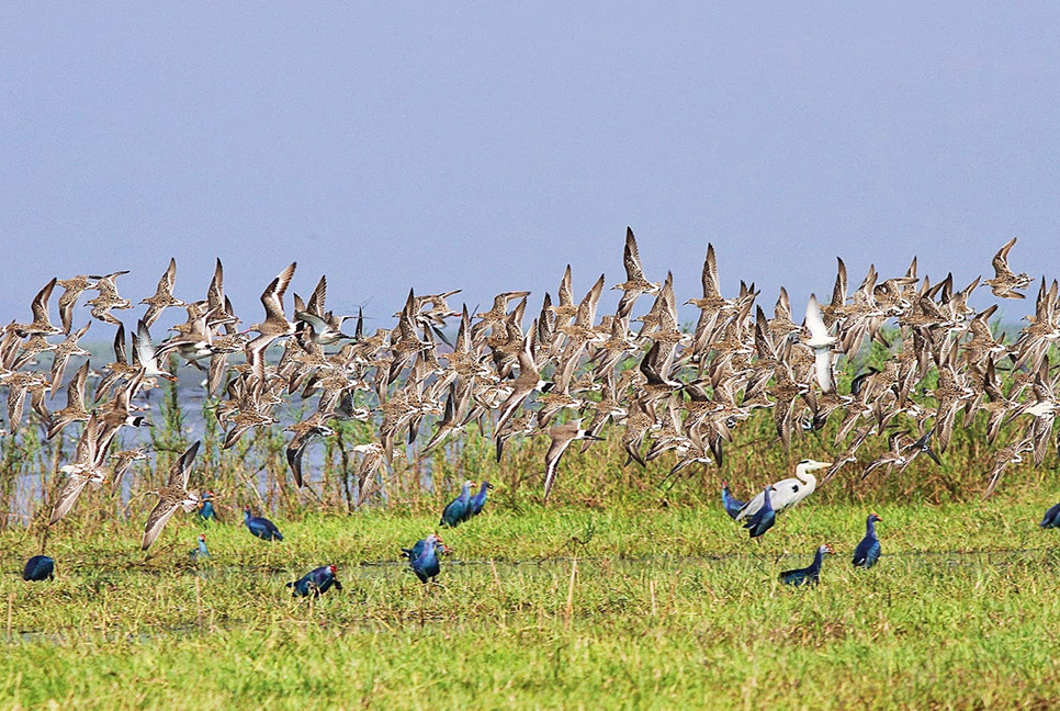 হাকালুকি হাওর: পর্যটনের অপার সম্ভাবনা যেখানে