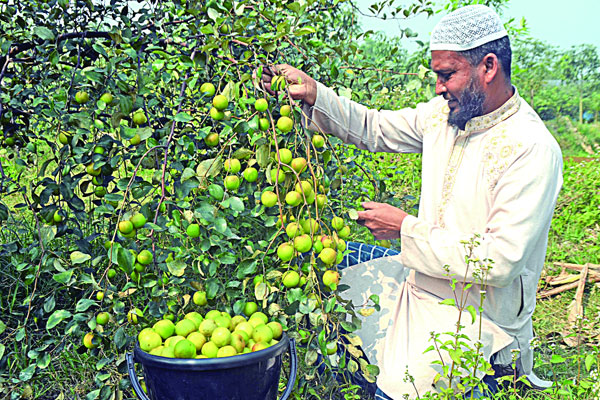 লাল সুন্দরীতে মুগ্ধ সবাই