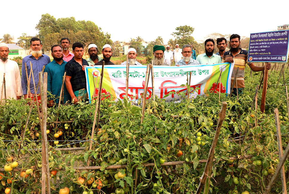 মাঠে ভাইরাস ও রোগ প্রতিরোধী নতুন জাতের টমেটো 