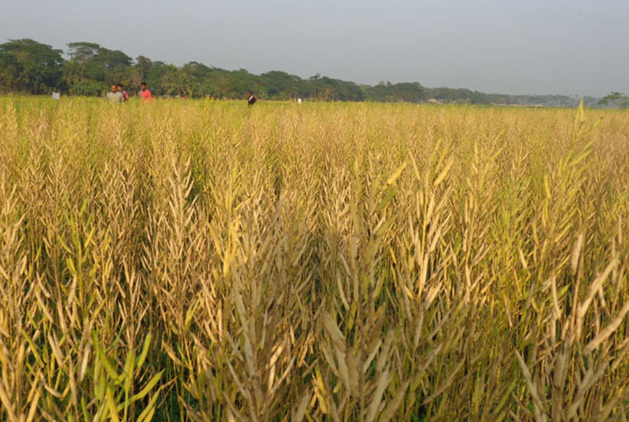 কোটালীপাড়ায় সরিষার বাম্পার ফলন