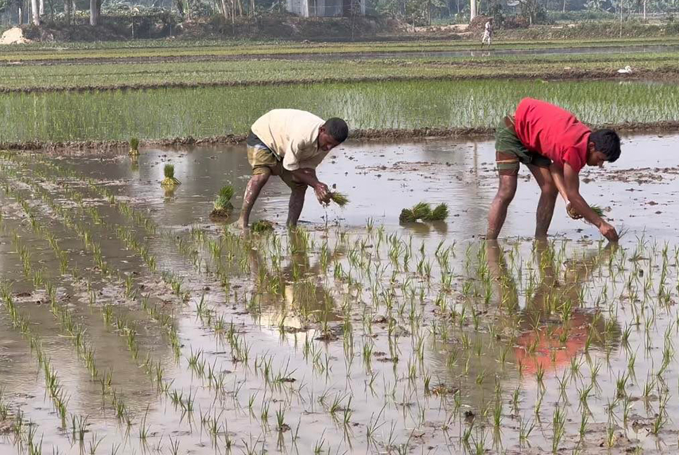 বোরো আবাদে ব্যস্ত সিরাজগঞ্জের কৃষক