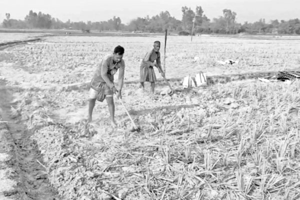 পানির অভাবে অনাবাদি দেড় শ বিঘা জমি