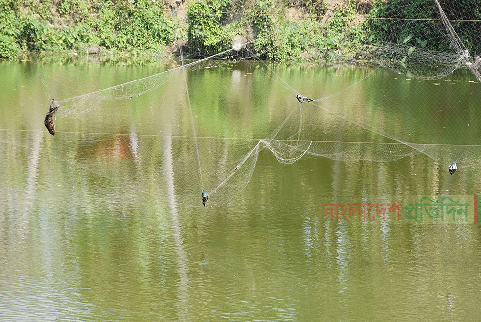 কারেন্ট জালে অবাধে পাখি শিকার বালিয়াকান্দিতে