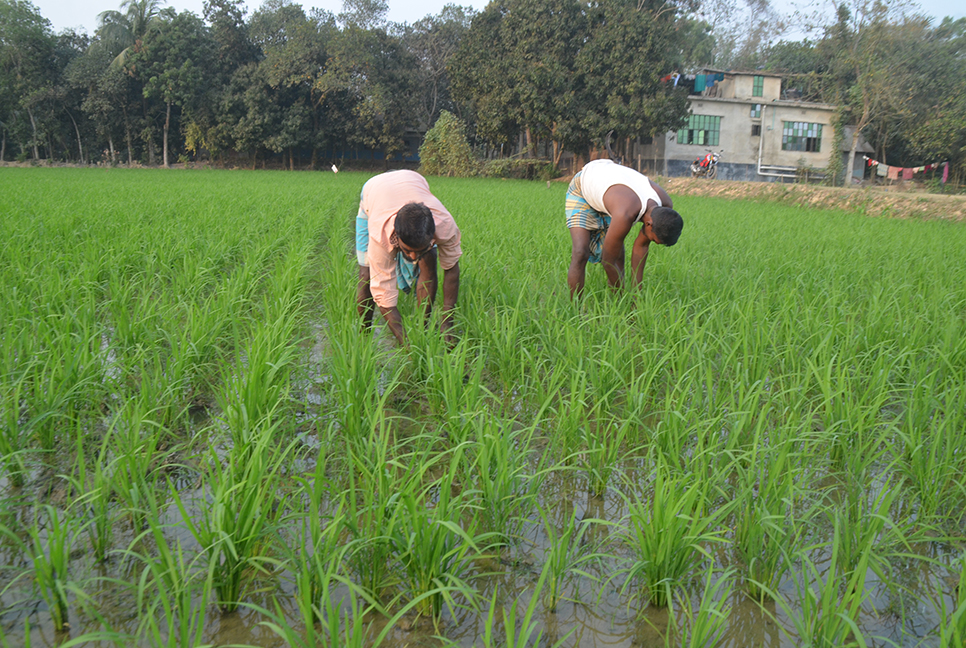 মেশিনে লাগানো ধানে হাসছে মাঠ 