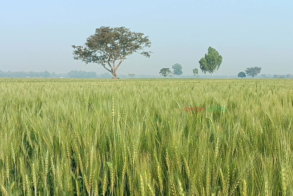 বিস্তীর্ণ মাঠে দুলছে গমের শিষ, ভালো দামের প্রত্যাশায় চাষি