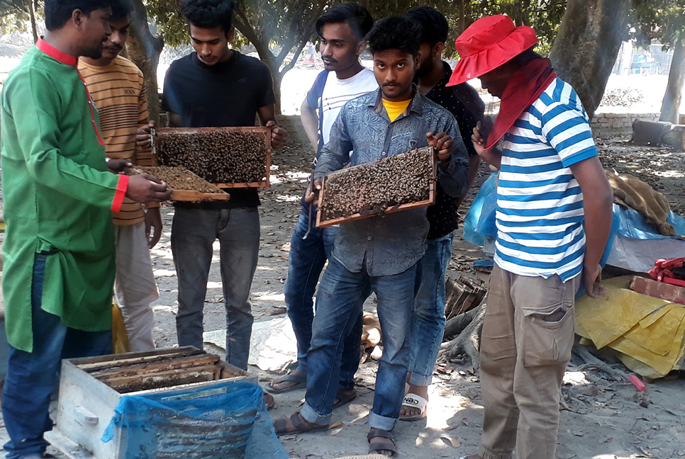 লিচু বাগানে মৌচাষ, ৫০ কোটি টাকার মধু উৎপাদনের প্রত্যাশা