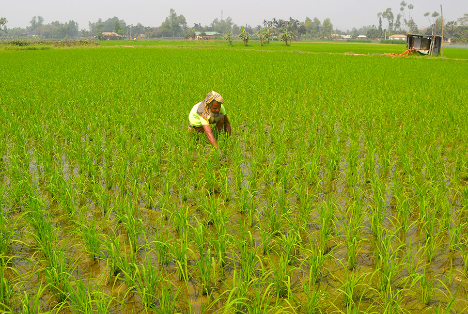 বগুড়ায় সবুজ ধানে স্বপ্ন বুনছে কৃষক