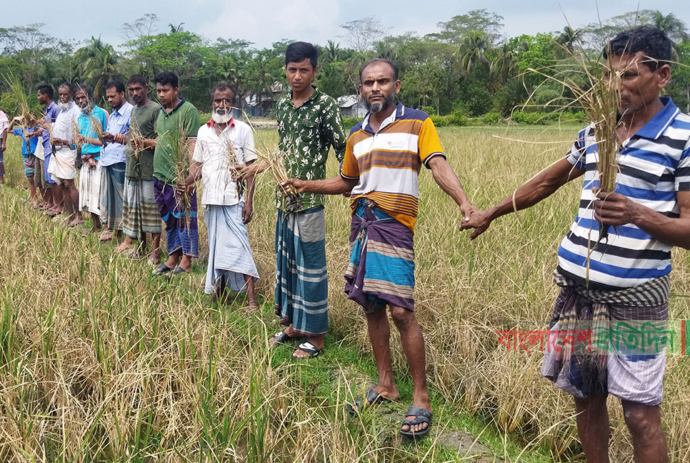 বিত্তবানদের ঘেরের লবন পানিতে পুড়ল সাড়ে ৩শ' বিঘা জমির ধান