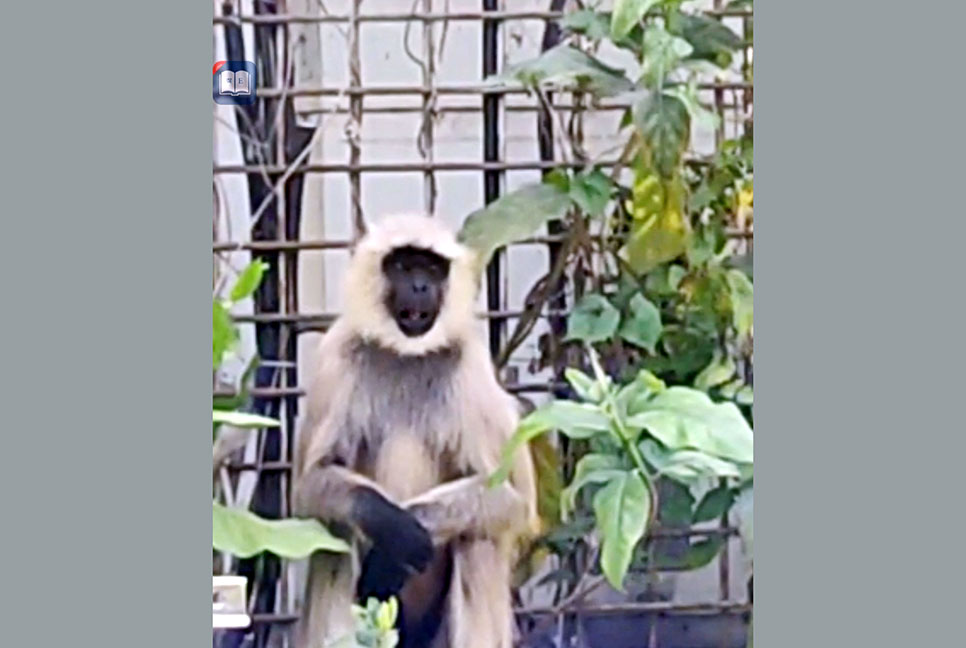 কাঁটাতার পেরিয়ে দিনাজপুরে এলো ‘মুখপোড়া হনুমান’