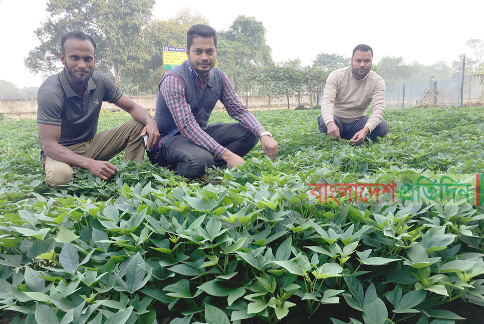 ক্যান্সার প্রতিরোধী মিষ্টি আলু চাষে সাফল্য 