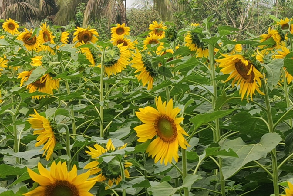 বাগেরহাটে সূর্যমুখীর বাম্পার ফলন