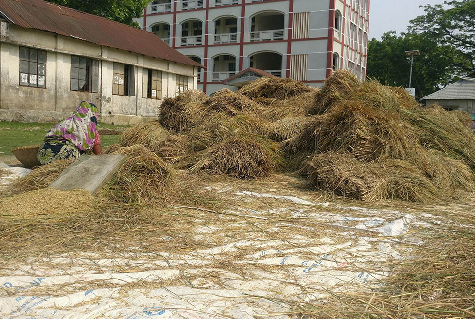 হাওরজুড়ে কৃষকদের মাঝে ব্লাস্ট আতঙ্ক