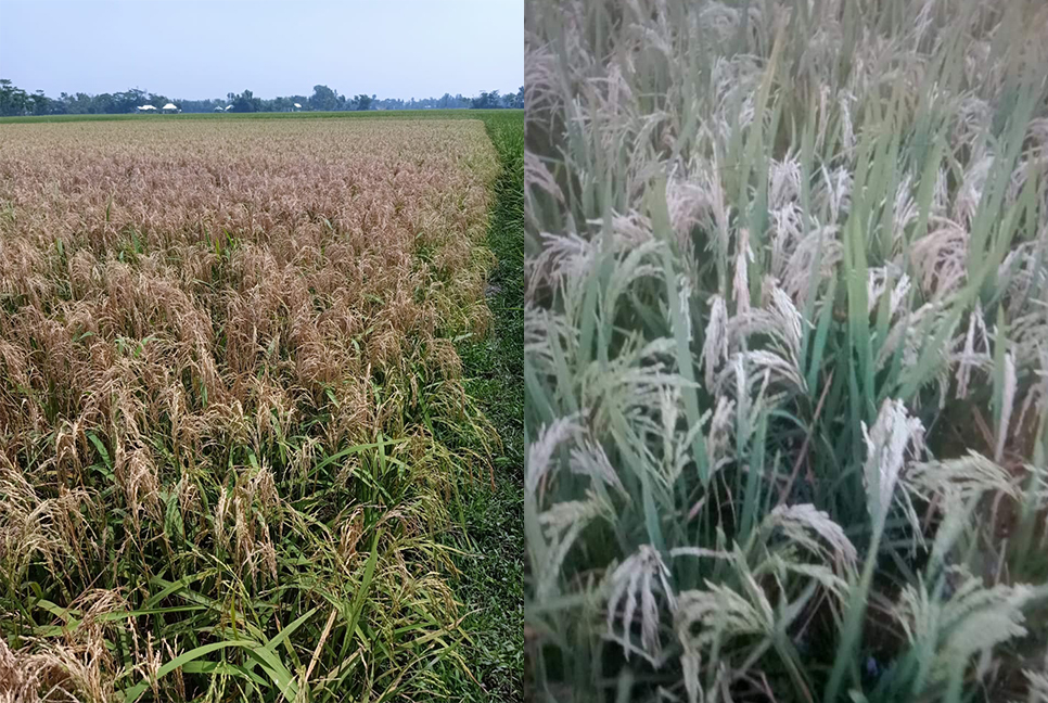 লাকসামে বোরো ধানে ‘নেকব্লাস্ট’ আক্রমণ, ফলন নিয়ে শঙ্কা