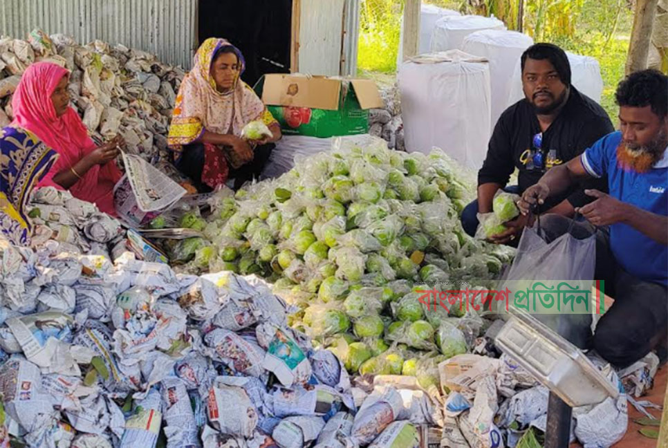 থাই পেয়ারা চাষ করে ভাগ্য বদল দুই ভাইয়ের 