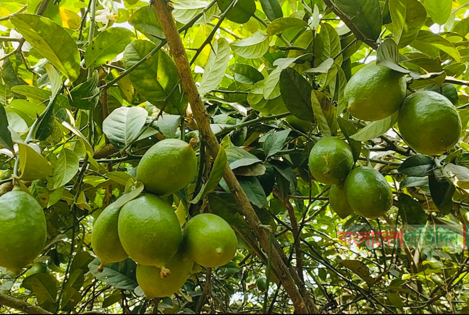 ভালুকায় বিচিবিহীন লেবু চাষে বিপ্লব