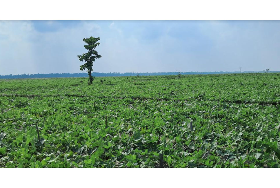 কুড়িগ্রামে পটল চাষে কৃষকরা পাচ্ছেন না কৃষি বিভাগের সহায়তা