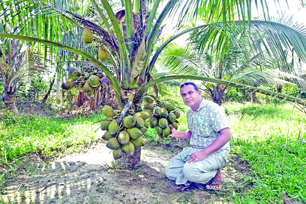 ভিয়েতনামি নারিকেল দিনাজপুরের পল্লীতে