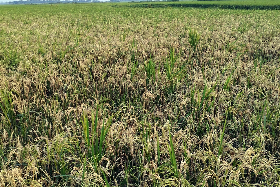 হবিগঞ্জে ধানে চিটা, দিশেহারা কৃষক