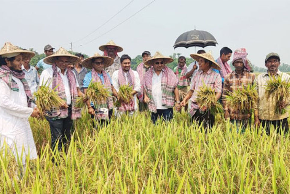 হাকালুকি হাওরে বোরো ধান কাটা উৎসব