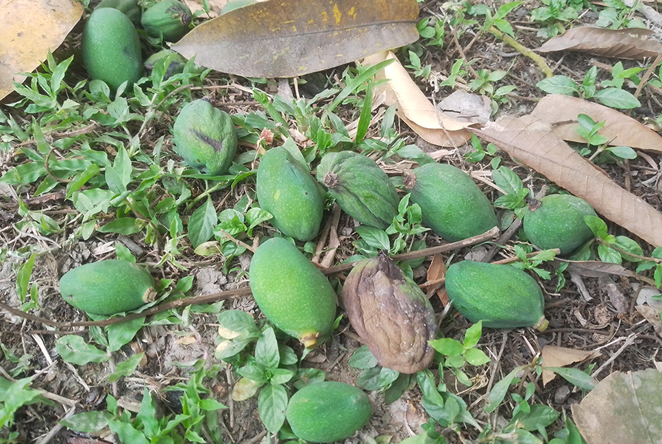 চাঁপাইনবাবগঞ্জে তীব্র দাবদাহে ঝরে পড়ছে আমের গুটি