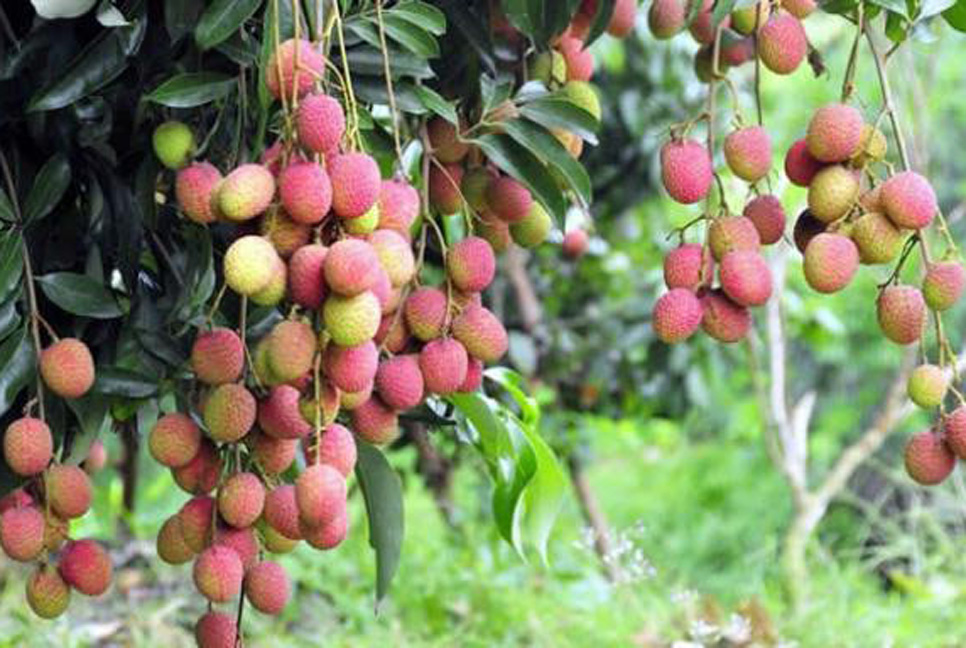 মেহেরপুরে ৪০০ টন লিচু উৎপাদনের আশা