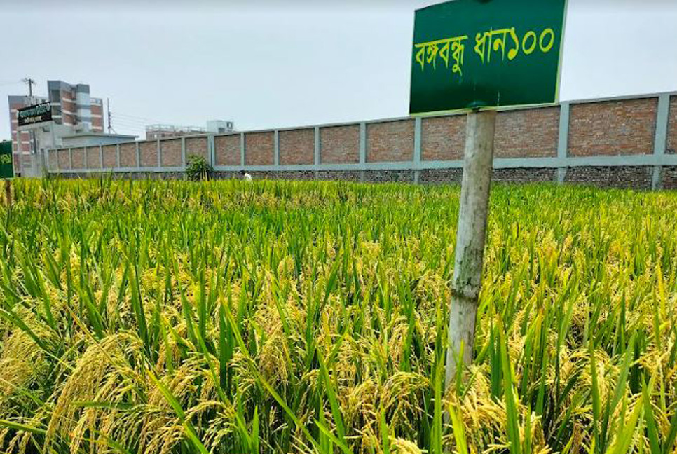 গোপালগঞ্জে বঙ্গবন্ধু-১০০ ধানের আবাদ বেড়েছে 