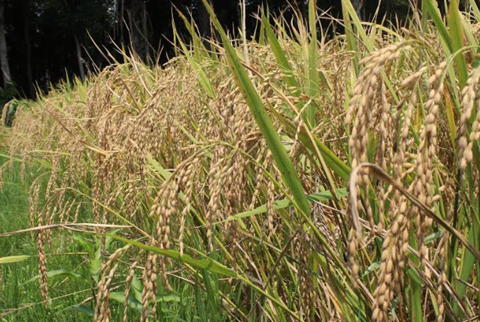 গোপালগঞ্জে জনপ্রিয় হচ্ছে ব্রি হাইব্রিড ধান