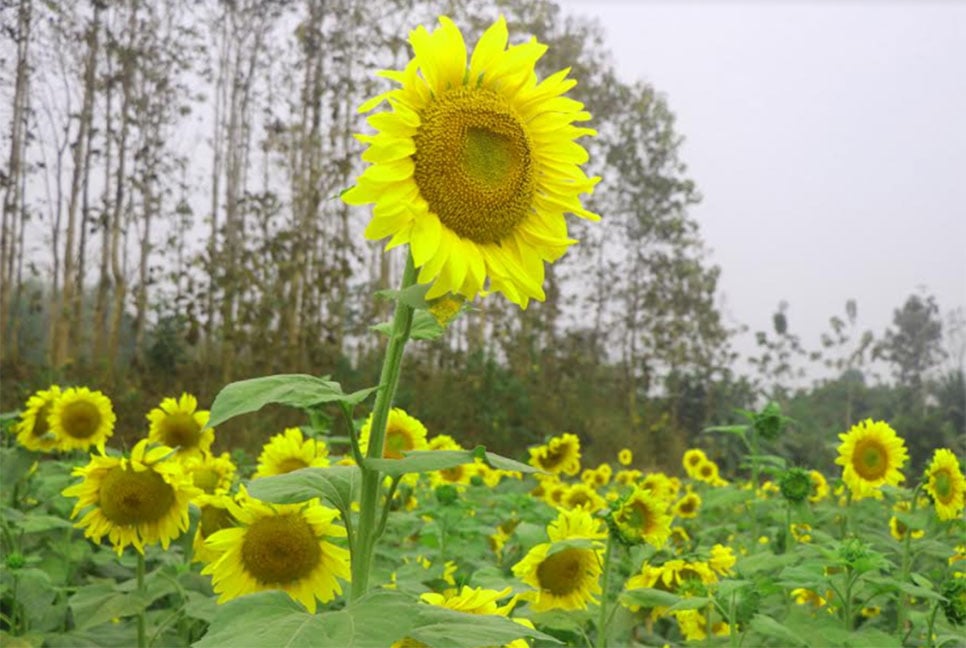 সূর্যমুখী চাষে সম্ভাবনার দুয়ার খুলেছে পাহাড়ে 