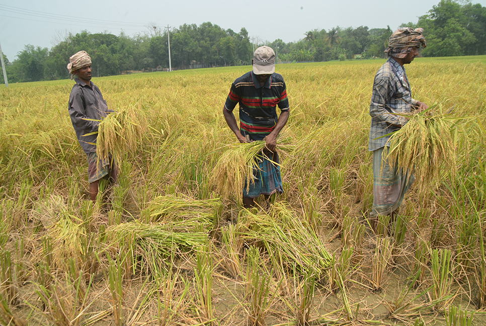 ঘরে উঠছে নতুন ধান, খুশি কুমিল্লার কৃষকরা

