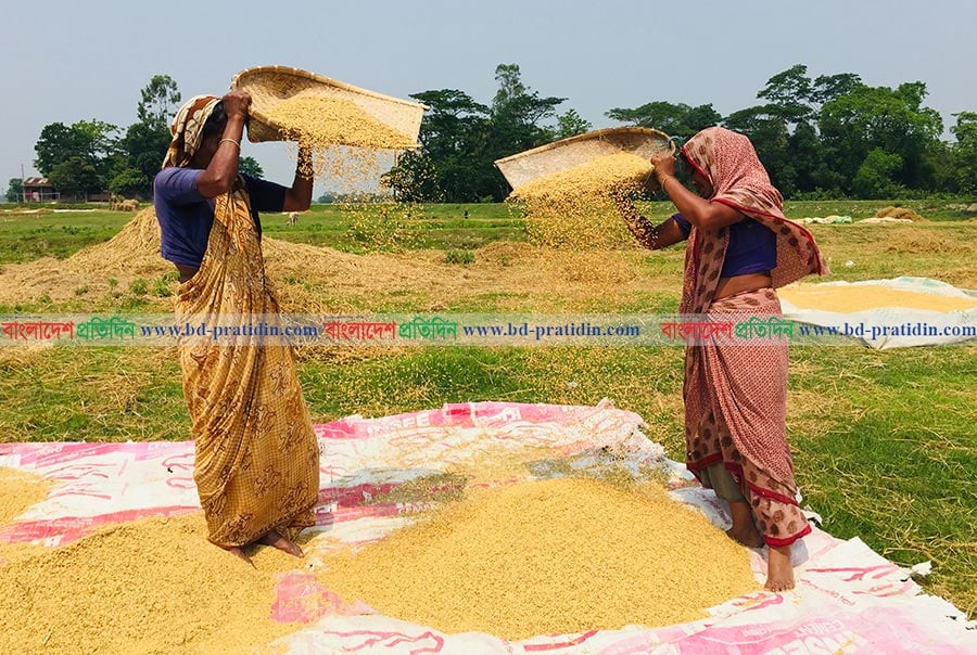 বিশ্বনাথে ঘরে ঘরে ধান তোলা উৎসব 