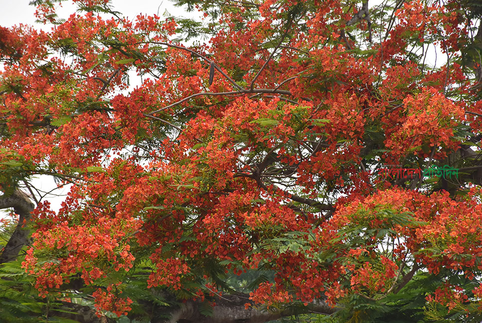 রাজবাড়ীর পথঘাটে কৃষ্ণচূড়ার রং লেগেছে