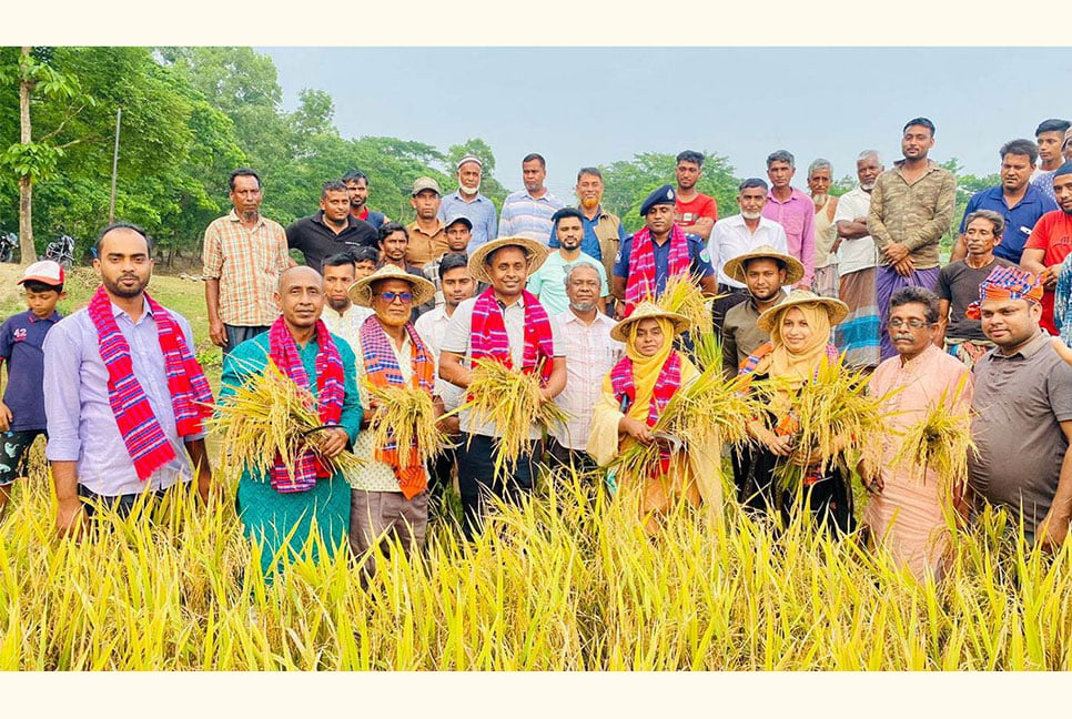 কৃষকের ধান কেটে দিলেন এমপি হাবিব