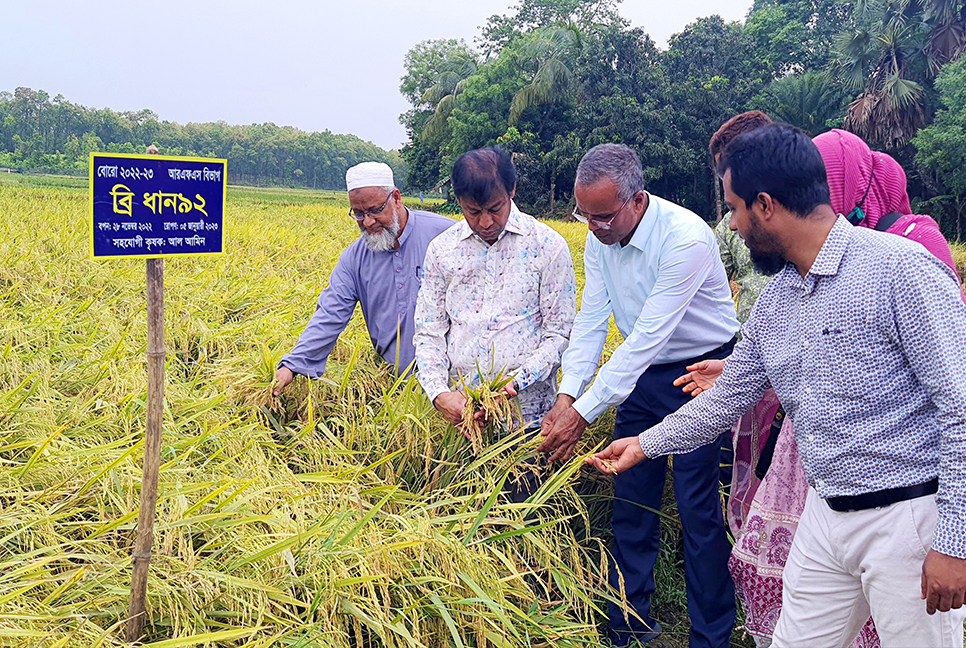 ব্রি উদ্ভাবিত নতুন জাতের ধান কর্তন, শতকে ফলন এক মণ