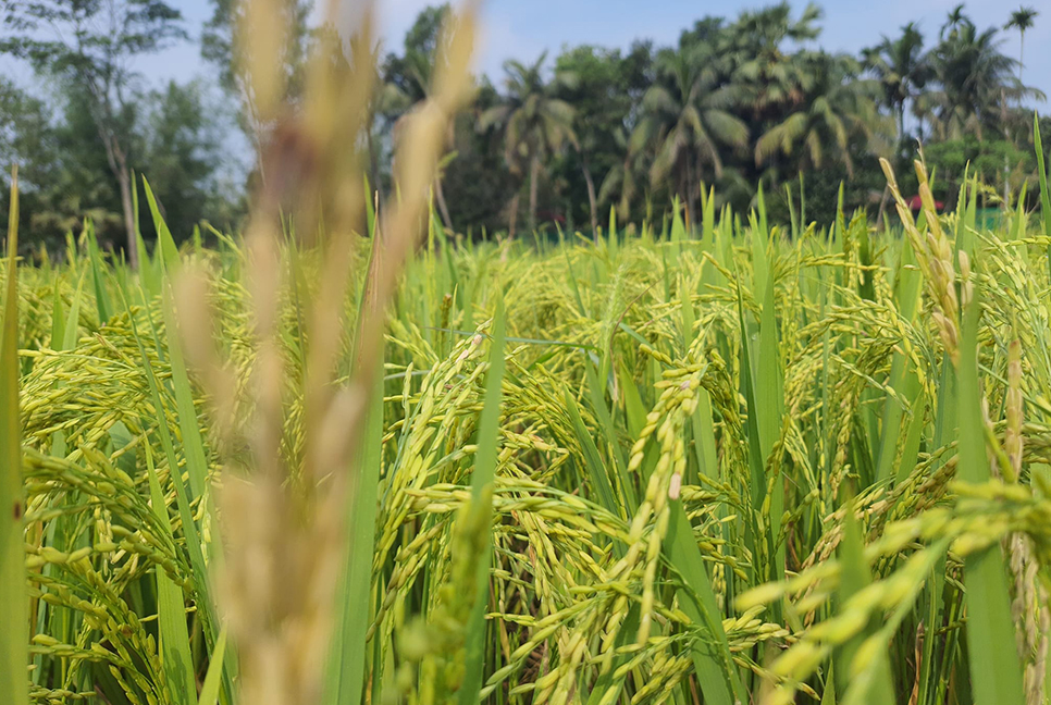 পোকার আক্রমণে ধান সাদা হয়ে হেলে পড়ছে মাটিতে