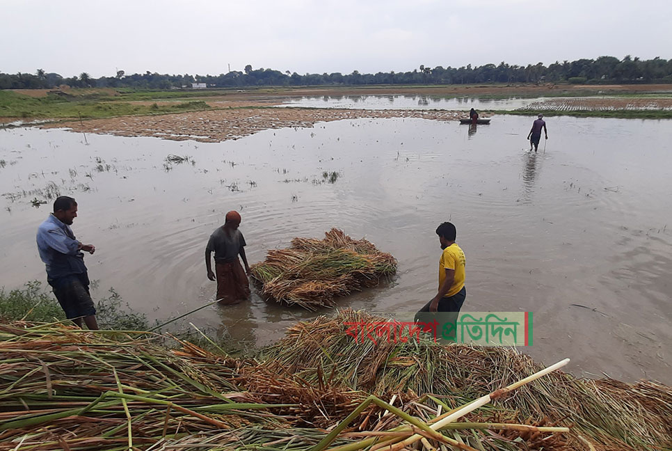 ২ ঘণ্টার বৃষ্টিতে বোরো ধানের ব্যাপক ক্ষতি, দিশেহারা কৃষক