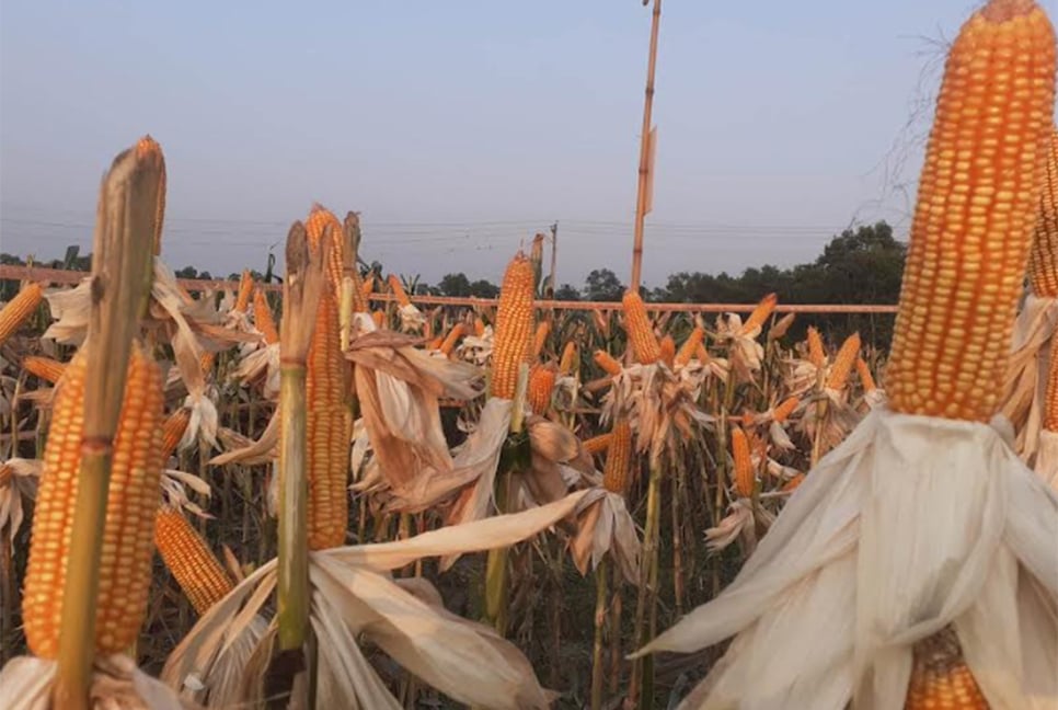 কুমিল্লার মাঠে ভুট্টার সোনালি হাসি