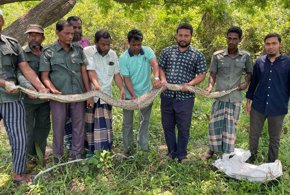 লোকালয় থেকে উদ্ধার অজগর সুন্দরবনে অবমুক্ত