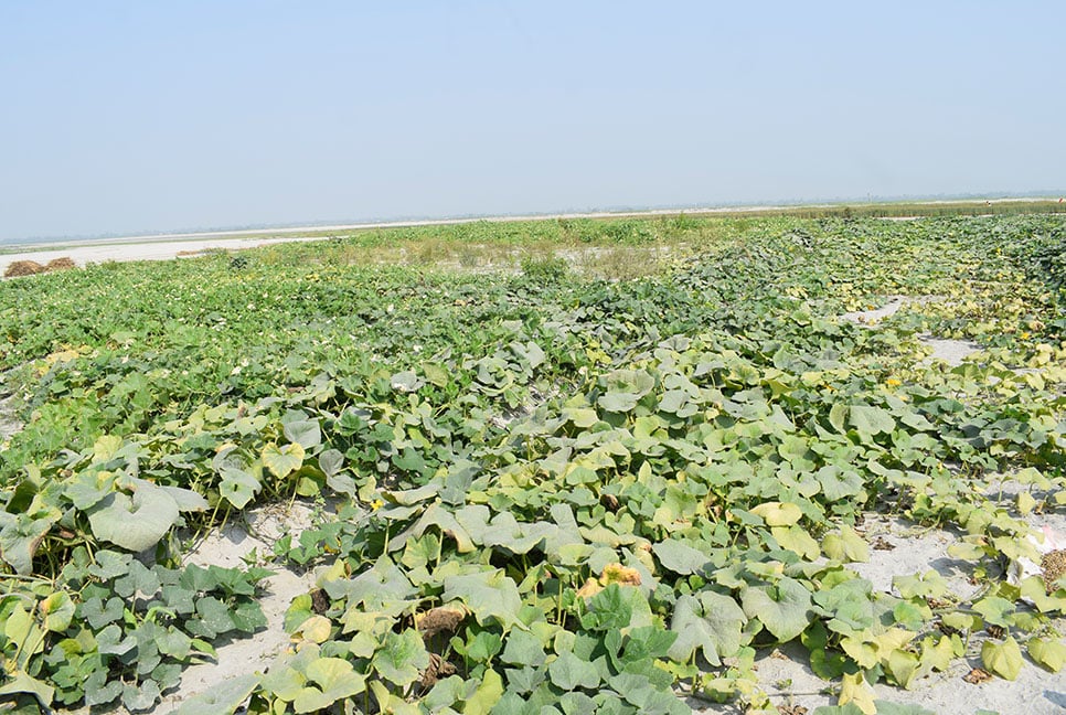 রংপুরে চরে শুকনো মৌসুমে সবুজ ফসলের হাসি