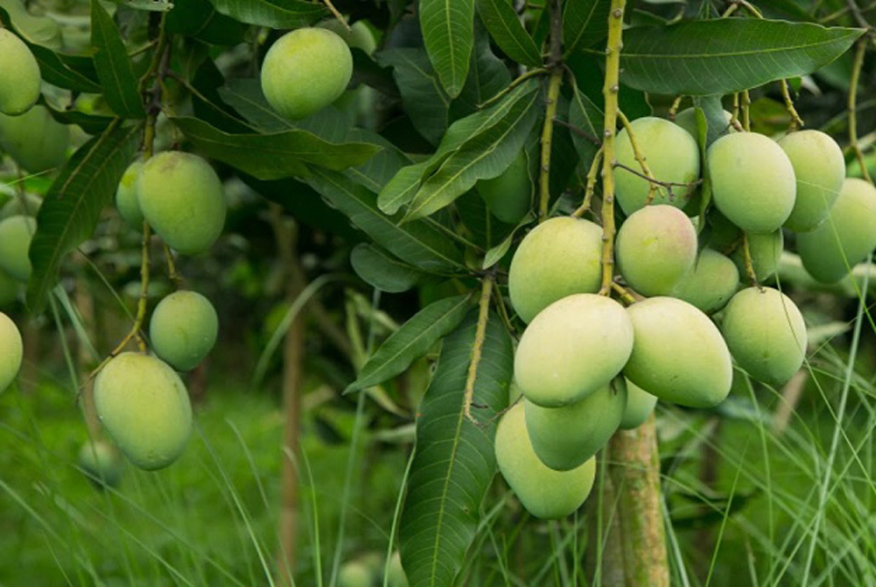 মেহেরপুরে ৪০ হাজার টন আম উৎপাদনের লক্ষ্যমাত্রা নির্ধারণ