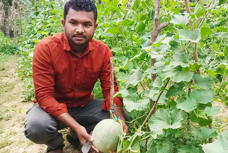 শেরপুরে সাম্মাম চাষ করে কৃষক লাভবান