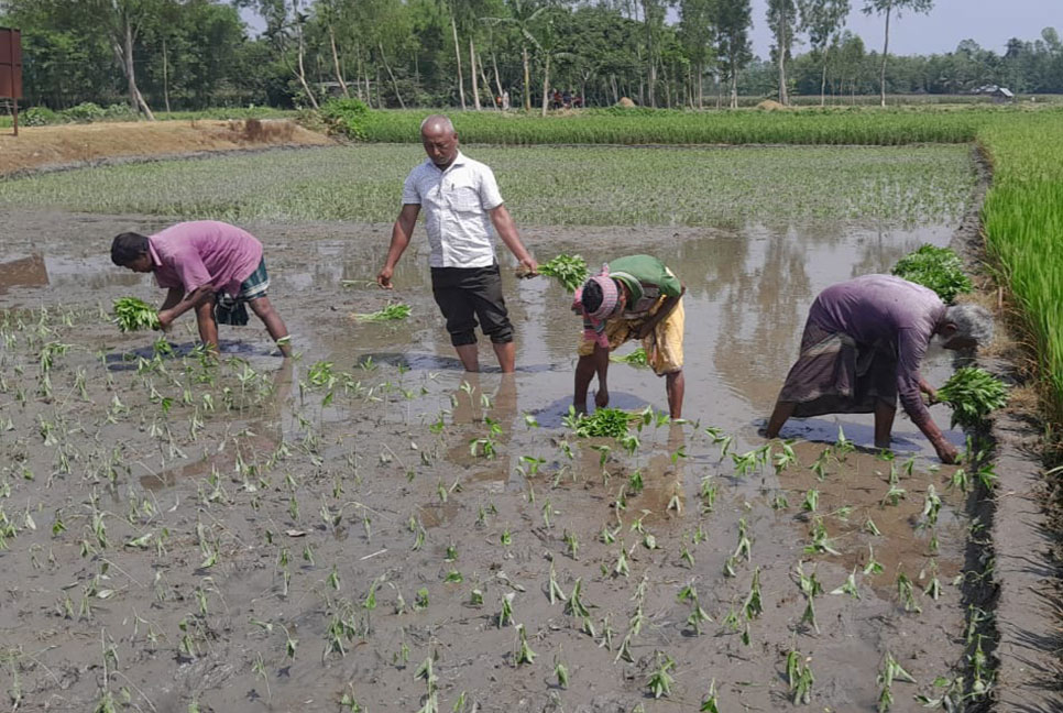 দিনাজপুরে ভালো ফলনের আশায় এবার রোপণ পদ্ধতিতে পাট চাষ