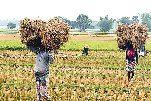 রাজশাহীতে বোরো ধানের বাম্পার ফলন, ছাড়িয়েছে লক্ষ্যমাত্রা