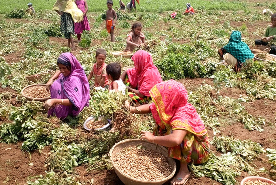 বাদাম চাষে উৎসাহী হচ্ছেন সিলেটের কৃষকরা

