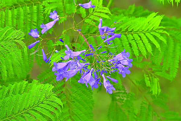 বেরোবিতে অস্ট্রেলিয়ার জ্যাকারান্ডা