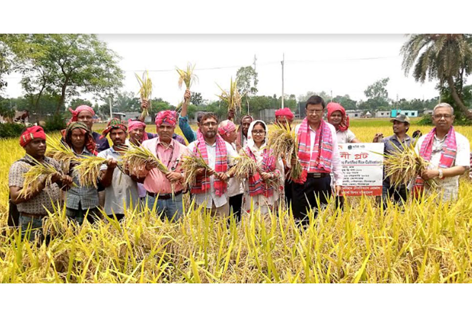 দিনাজপুরে জিংক সমৃদ্ধ ধানের কৃষক মাঠ দিবস অনুষ্ঠিত