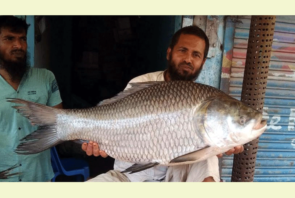 বগুড়ায় ৫৬৭ বছরের কেল্লাপোশী মেলায় হরেক রকমের মাছ