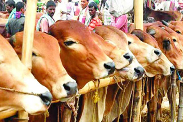 রাজশাহীতে কোরবানির পশু চাহিদার চেয়ে বেশি