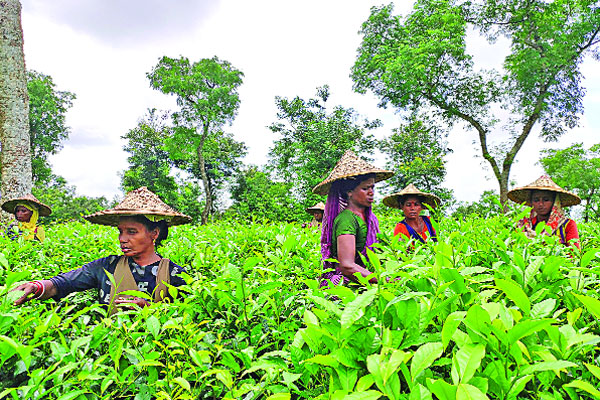 বাড়ছে চা চাষ, চ্যালেঞ্জ ব্যয়